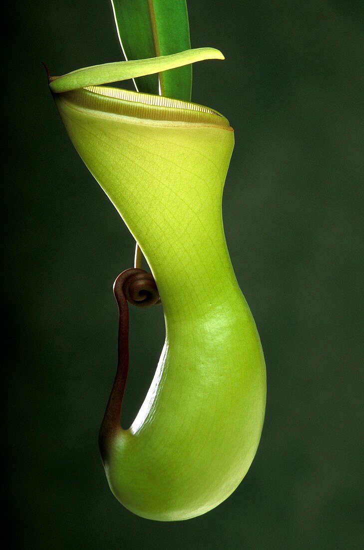 Pitcher plant (Nepenthes ventricosa)