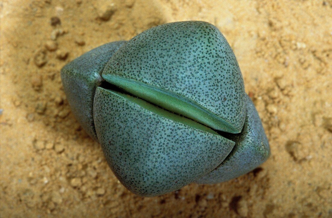 Living stone (Argyroderma sp.) plant