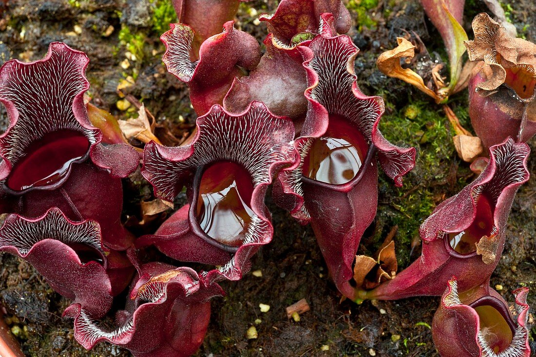 Purple pitcher plants