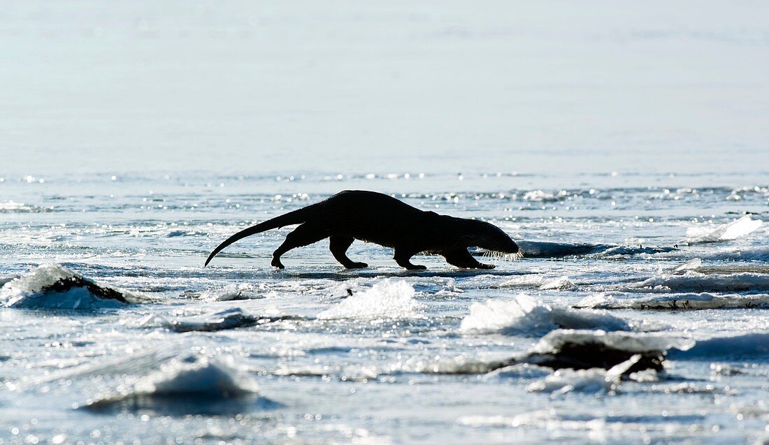 European otter on sea ice