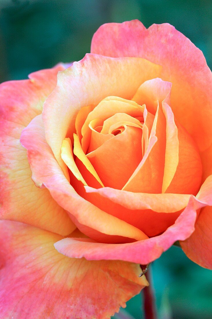 Rose (Rosa 'Frenesie')