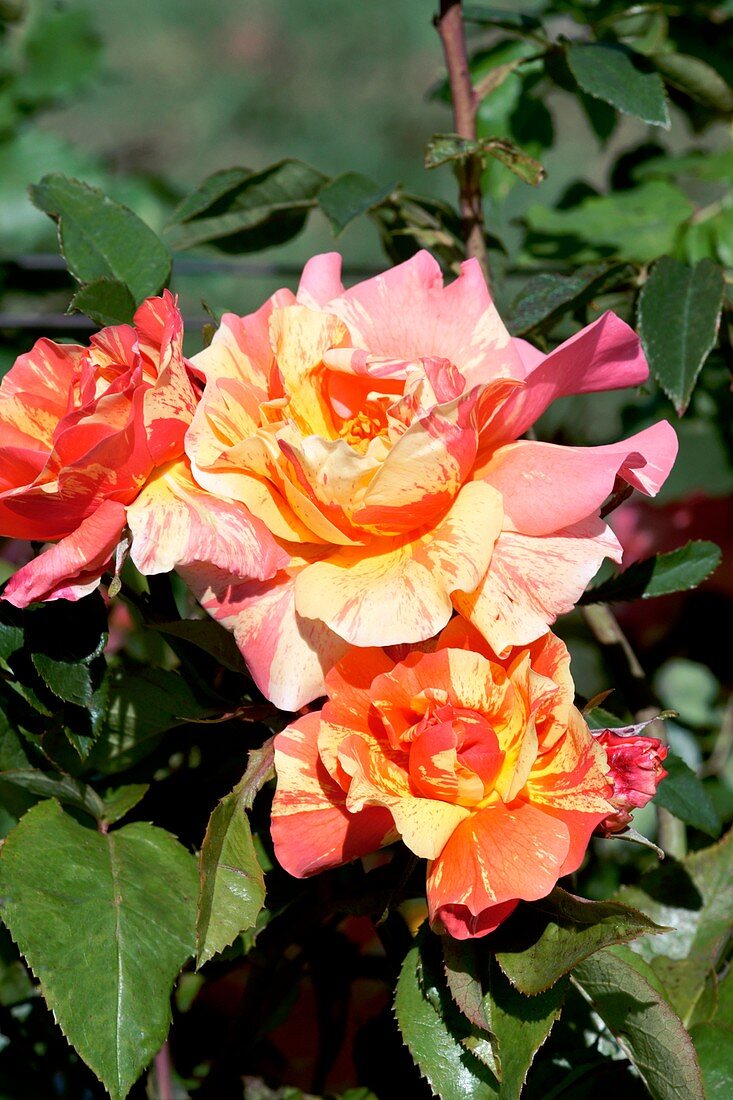 Rose (Rosa 'Sorbet Fruite')