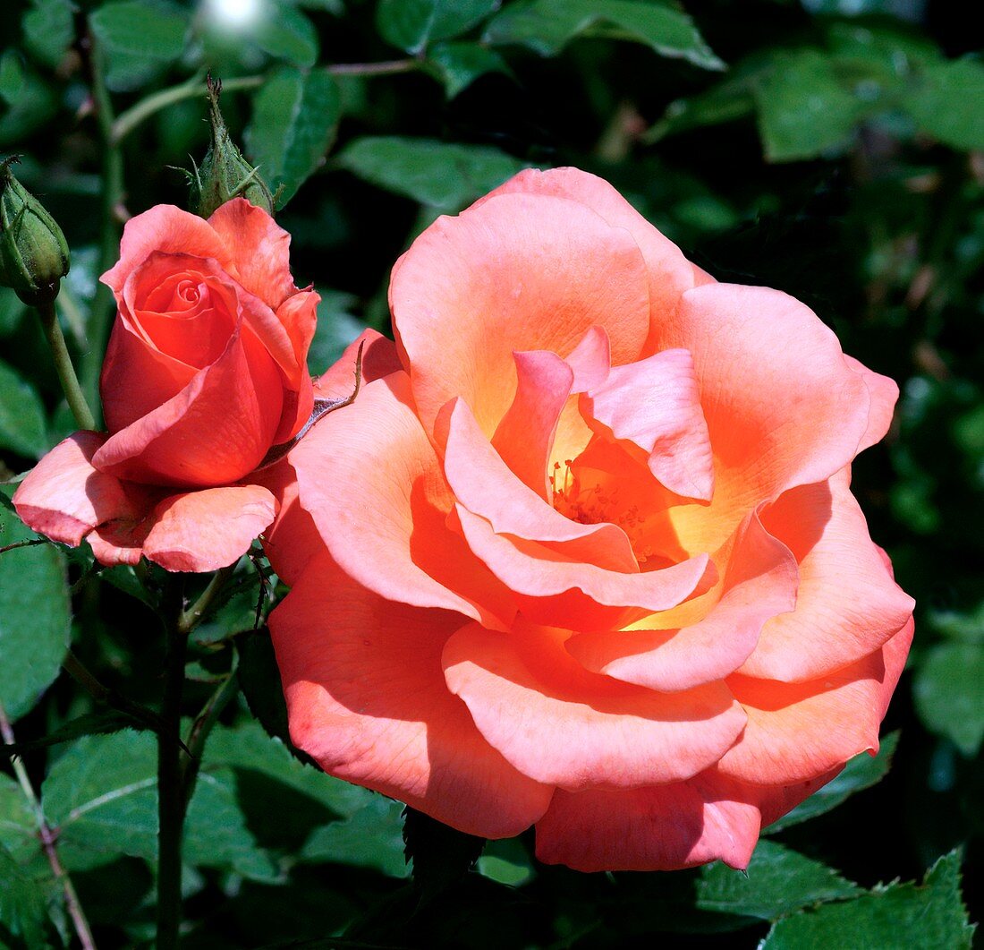 Rose (Rosa 'Sunset Boulevard')