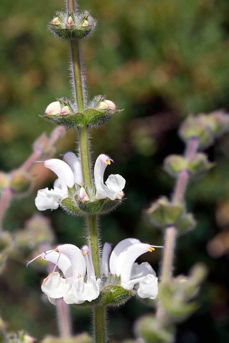 Silver Sage (Salvia argentea)