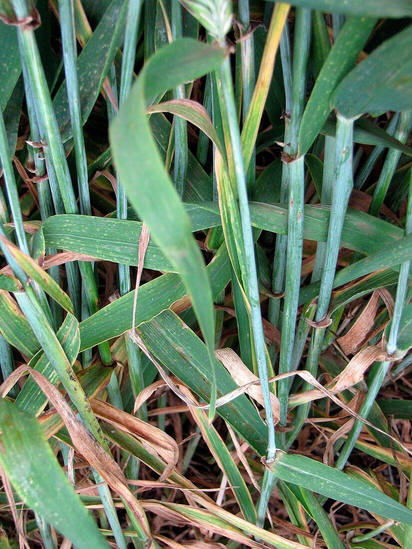 Rust-resistant barley plants