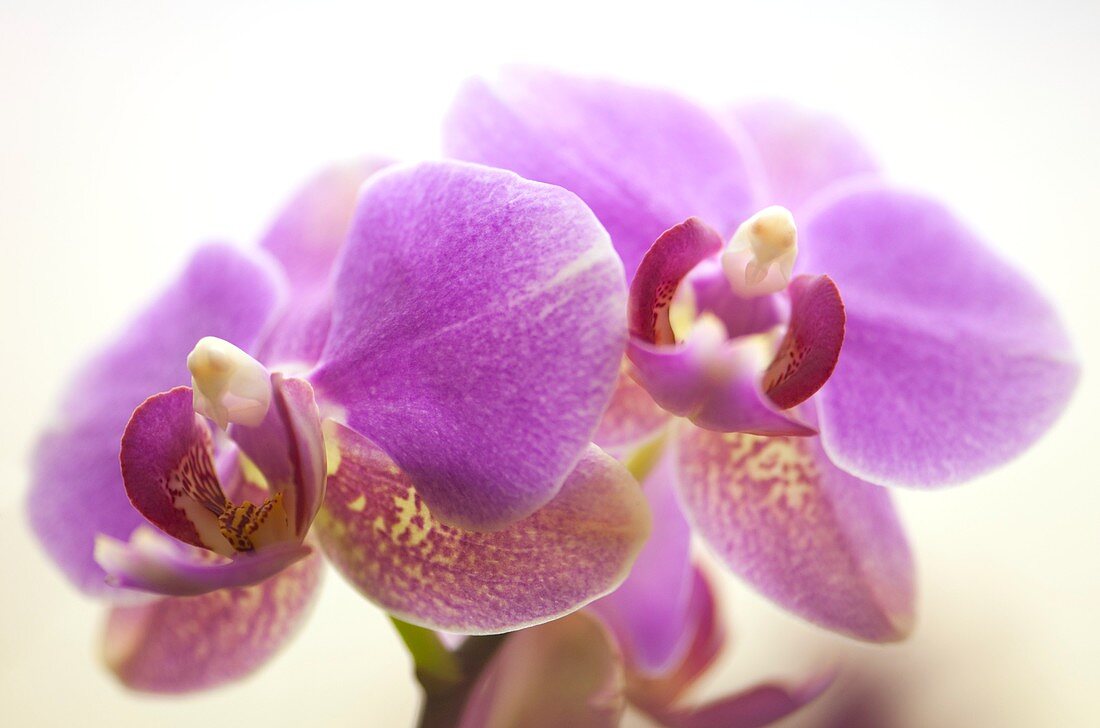 Orchid (Phalaenopsis)