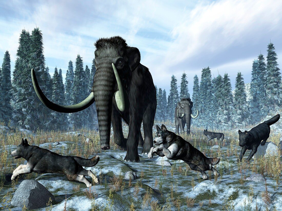 Dire wolves and mammoths,artwork