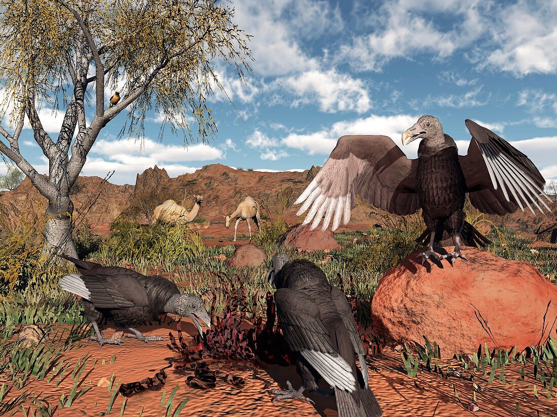 Pleistocene black vultures,artwork