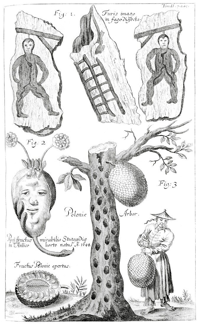 Mutant plants,1696 artwork