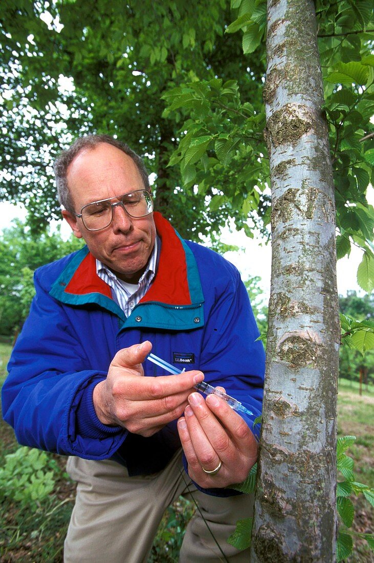 Dutch elm disease research