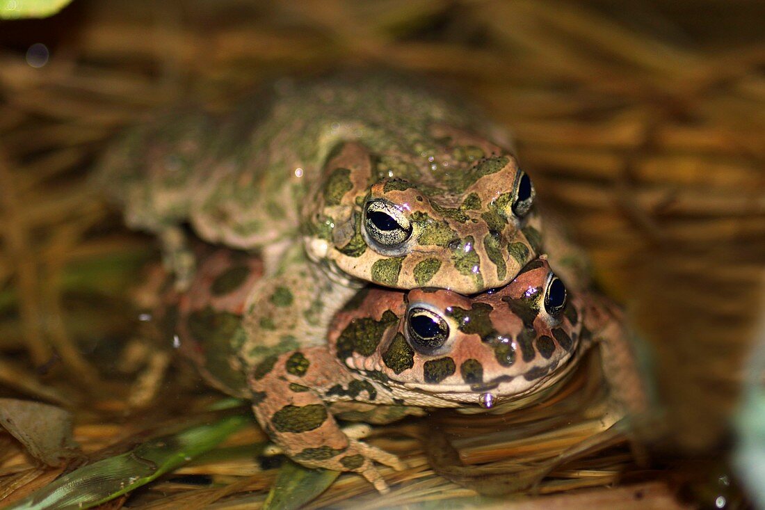 European green toads mating