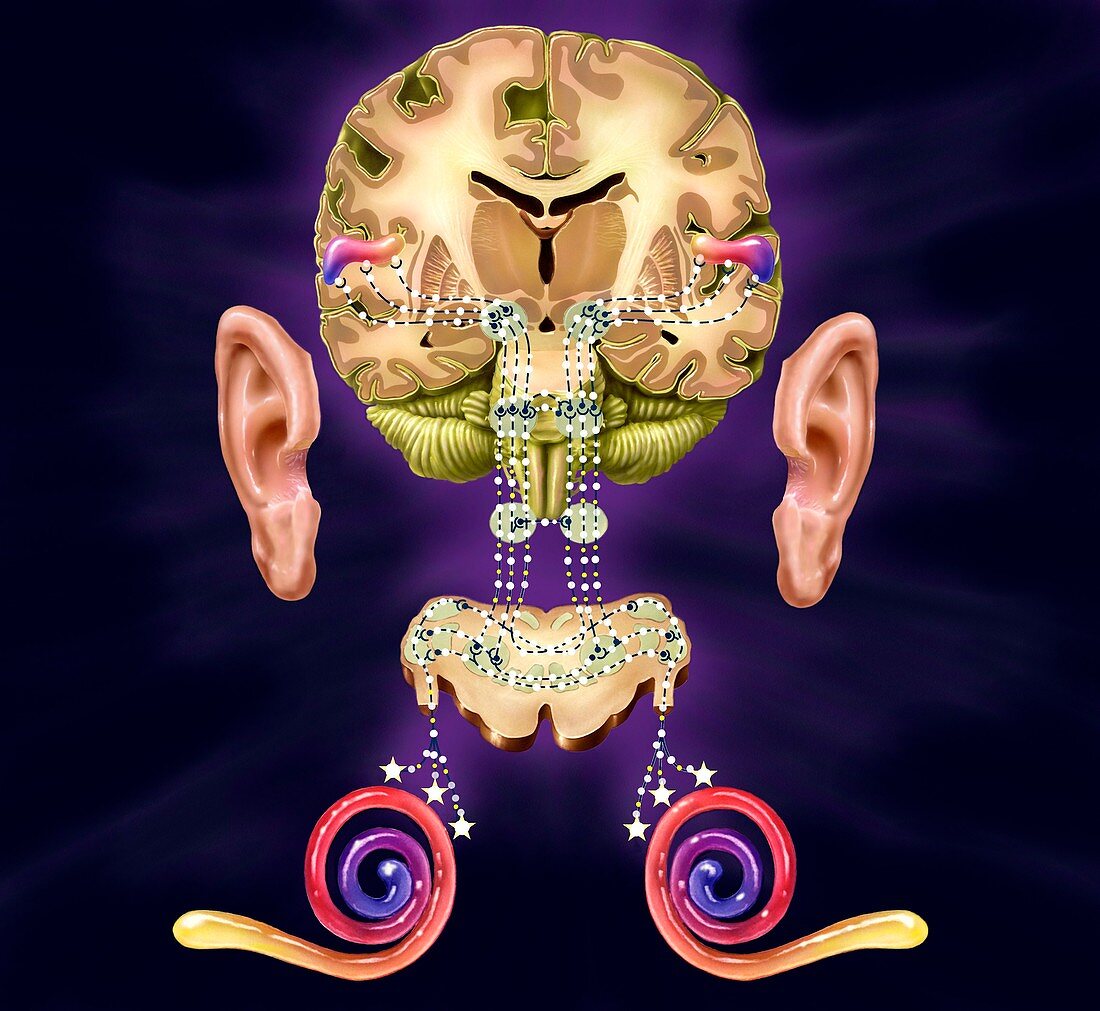 Human auditory system,artwork