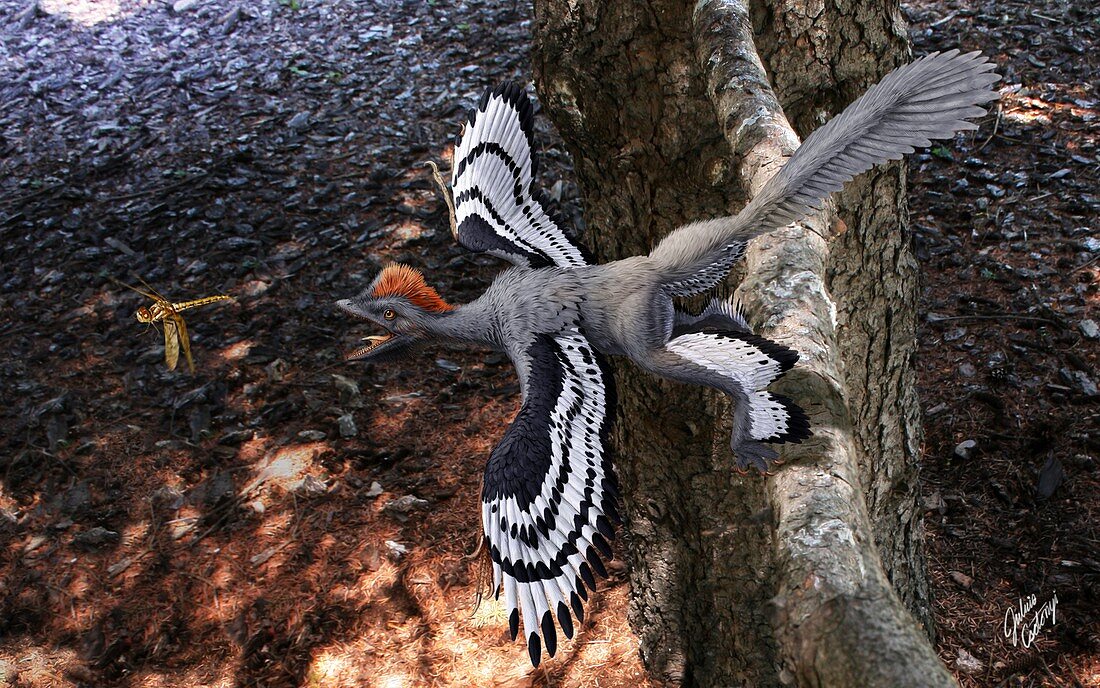 Anchiornis huxleyi feathered dinosaur