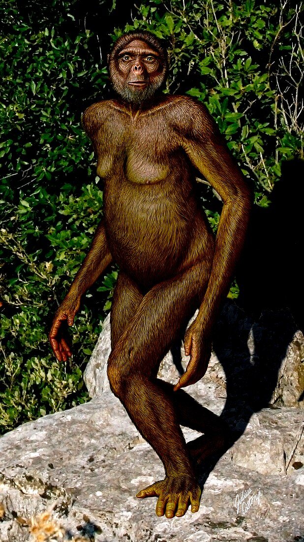 Ardipithecus ramidus hominid