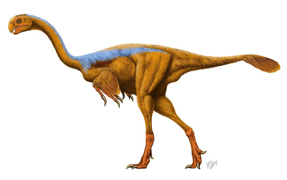 Gigantoraptor erlianensis dinosaur
