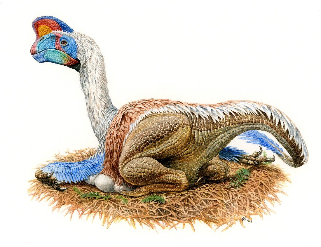 Oviraptor philoceratops dinosaur