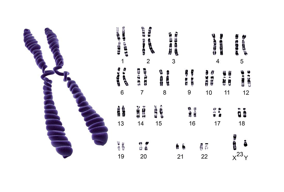 Human male chromosomes,artwork