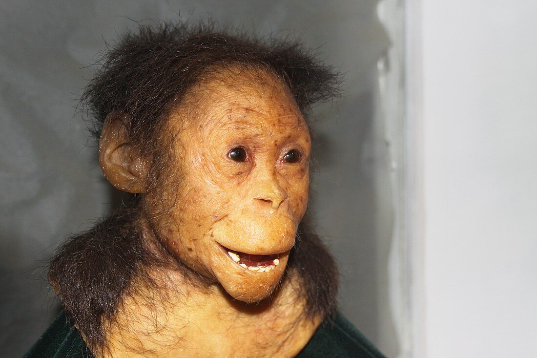Reconstructed Australopithecus afarensis