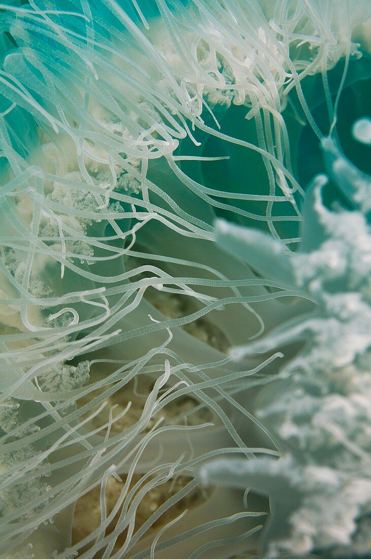 Rhopilema nomadica Jellyfish