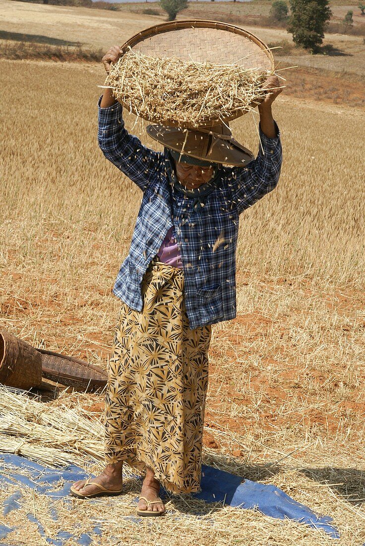 Myanmar Wheat harvest