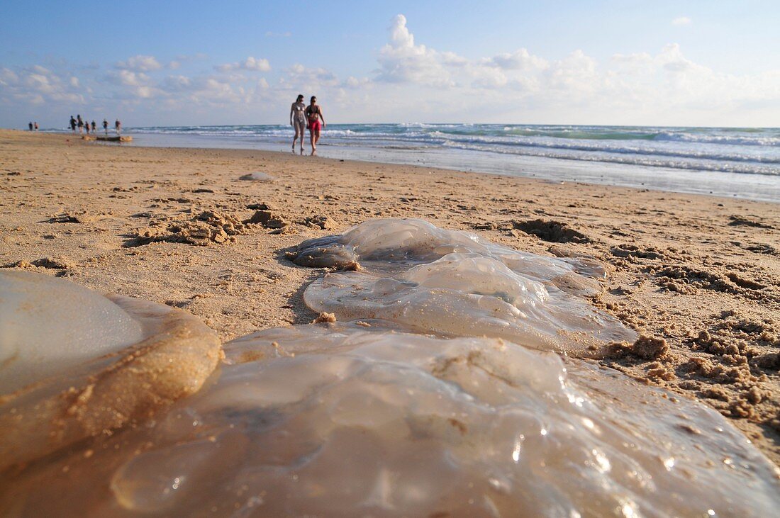 Jellyfish