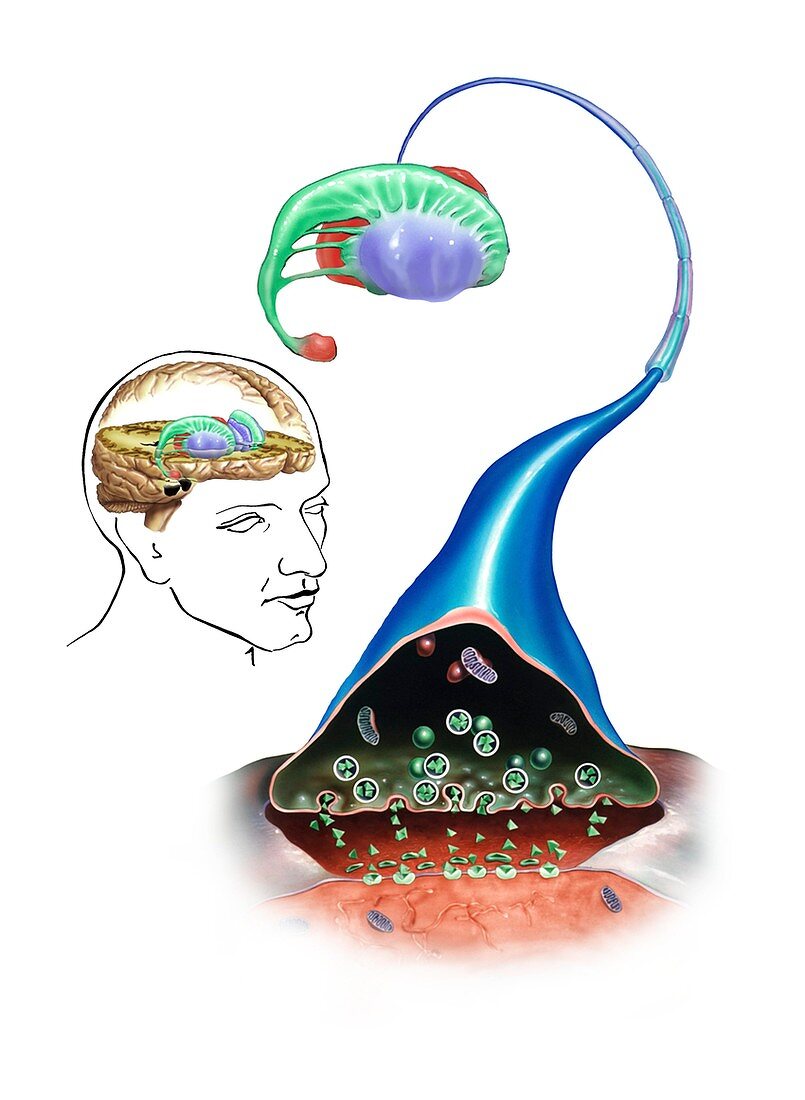 Neurotransmitters and the brain,artwork