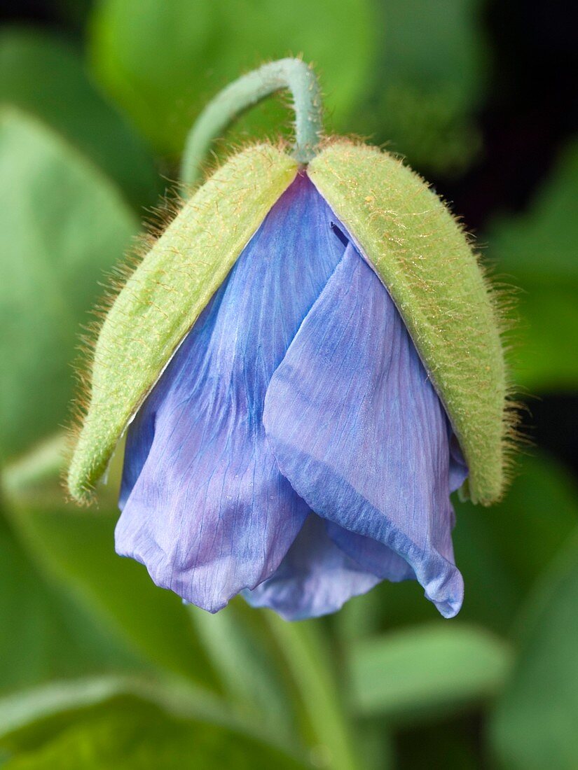 Blue poppy (Meconopsis sp.)