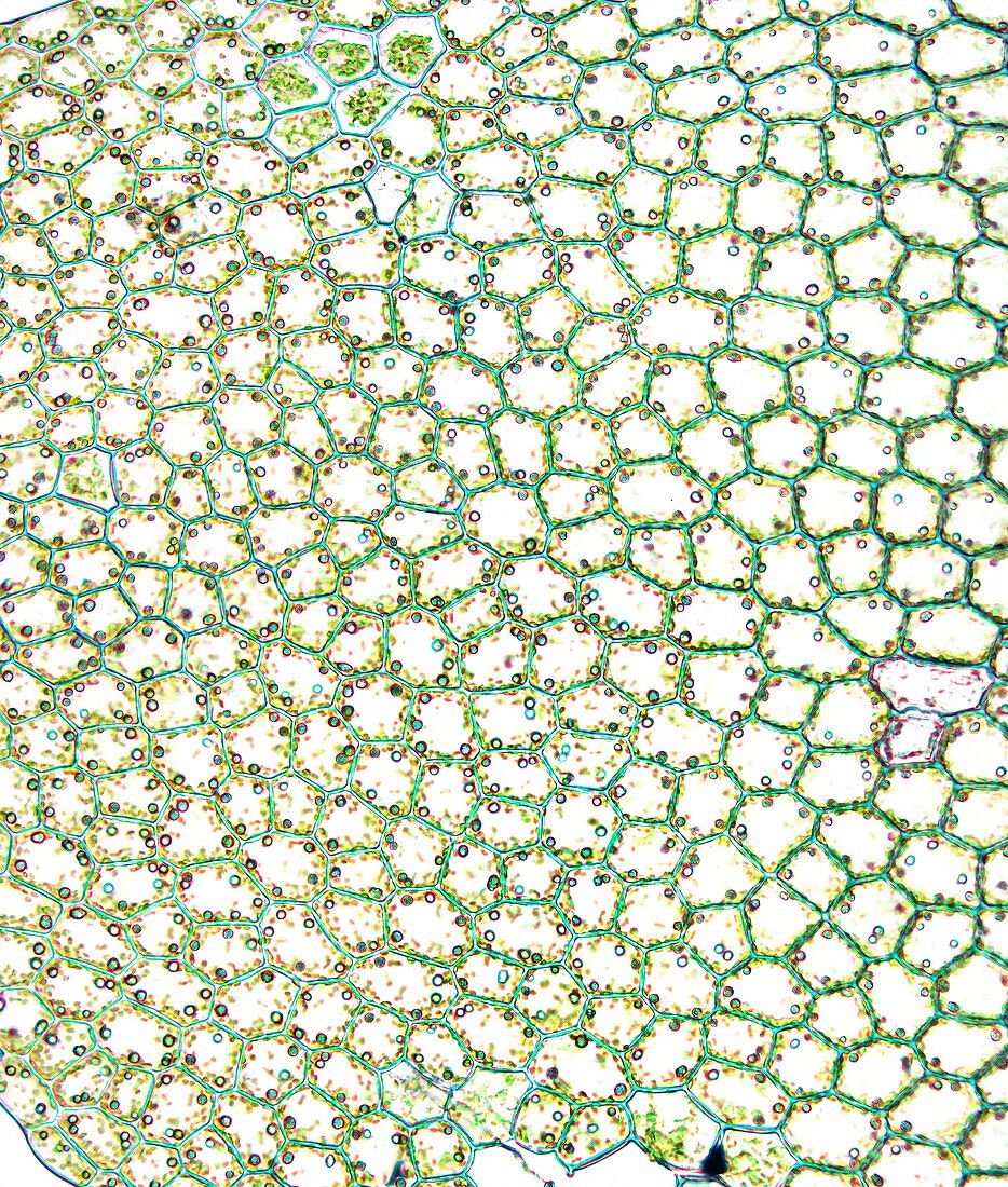 Liverwort leaf tissue,light micrograph