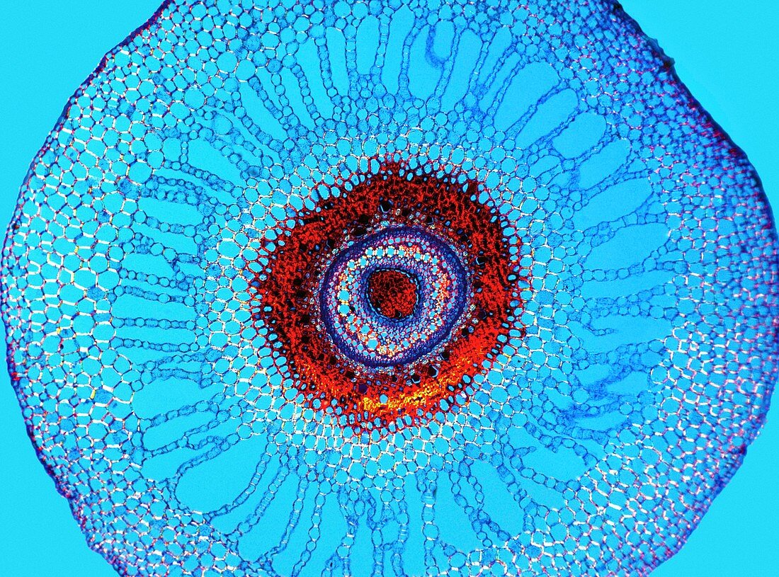 Water fern rhizome,light micrograph