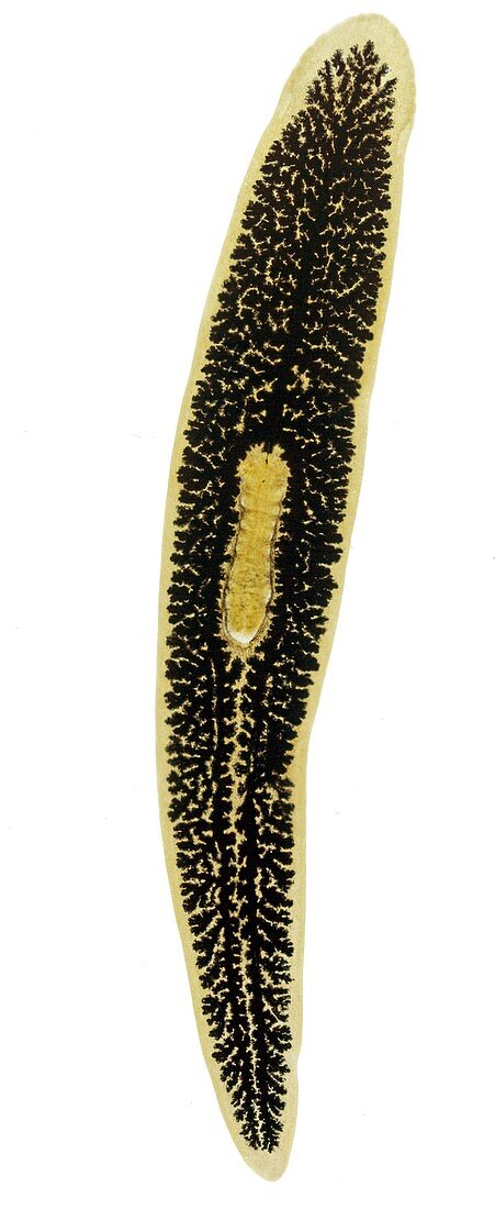 Flatworm,light micrograph