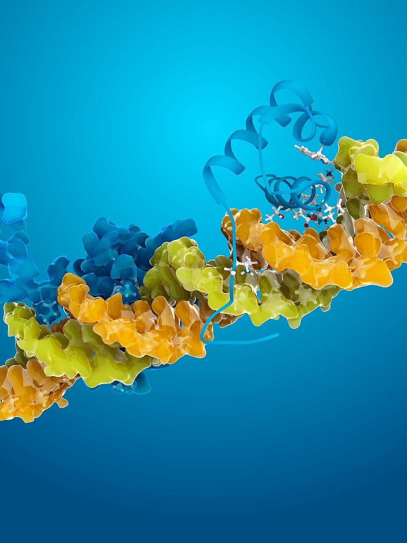 Telomere binding protein,molecular model