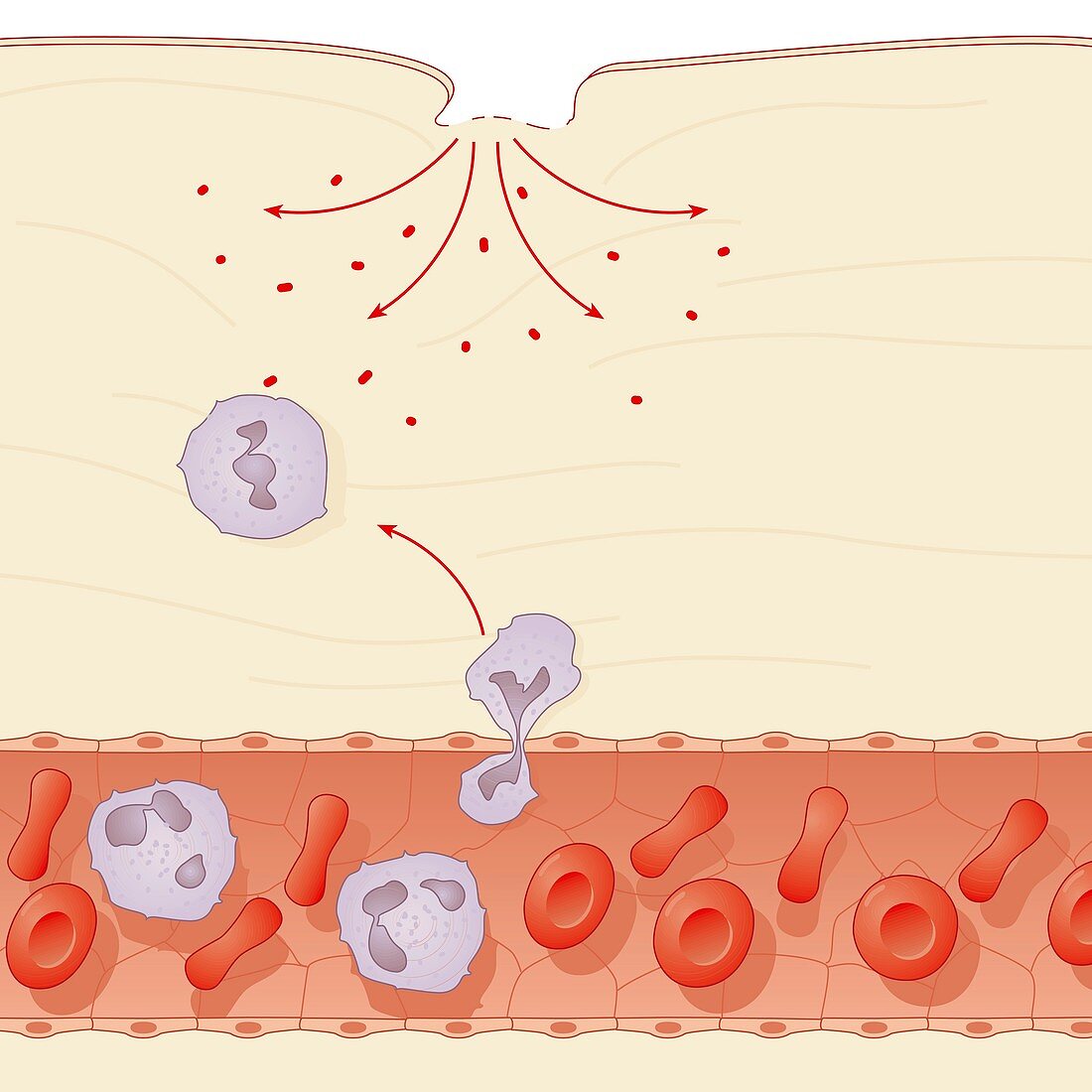 Skin damage immune response,artwork