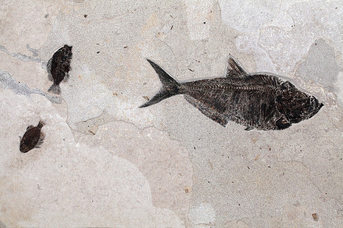 Priscacara and Diplomistus fossil fish