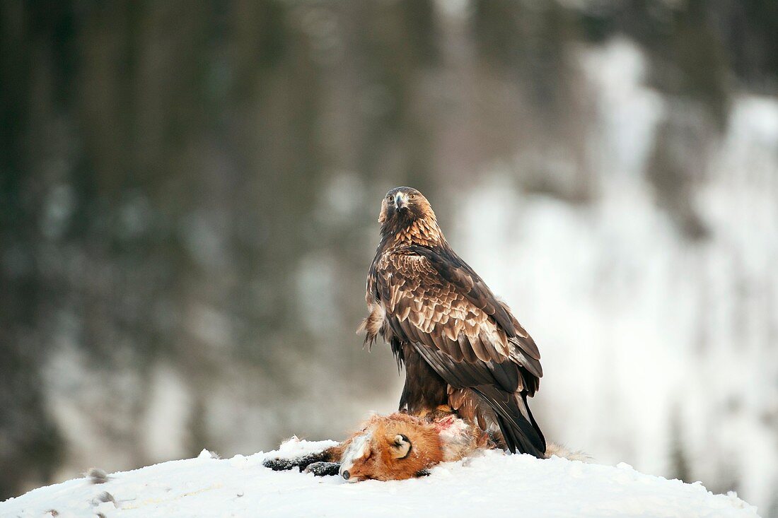 Golden eagle with its prey