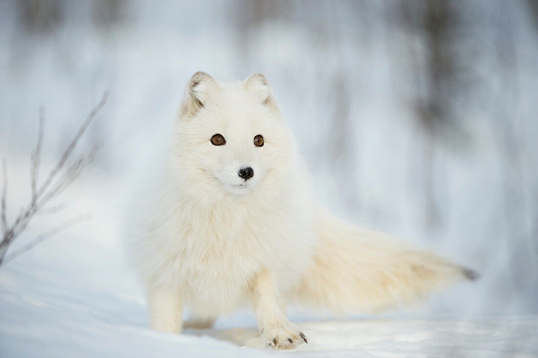 Arctic fox in the snow