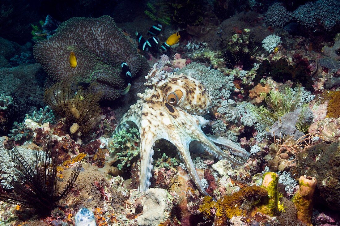 Day octopus hunting on a reef