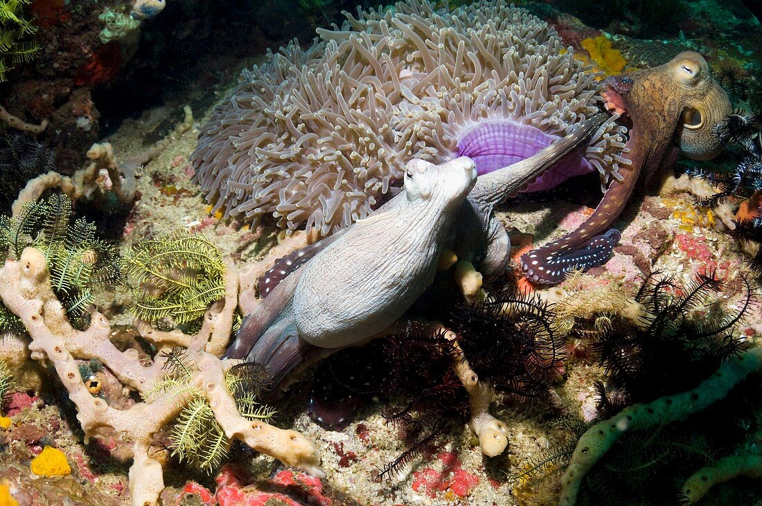 Day octopus on a reef