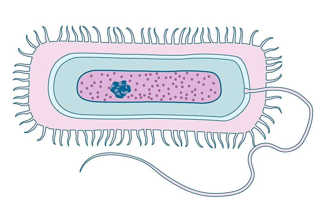 Gram-negative bacteria,artwork