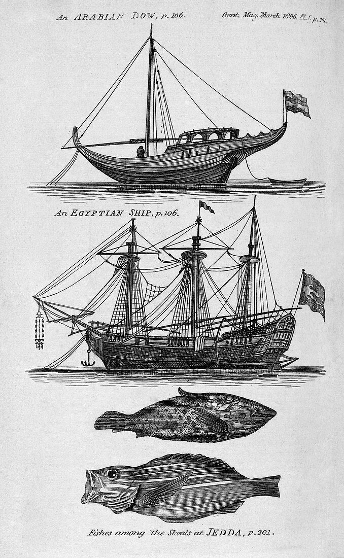 Ships and fish from the Red Sea,artwork