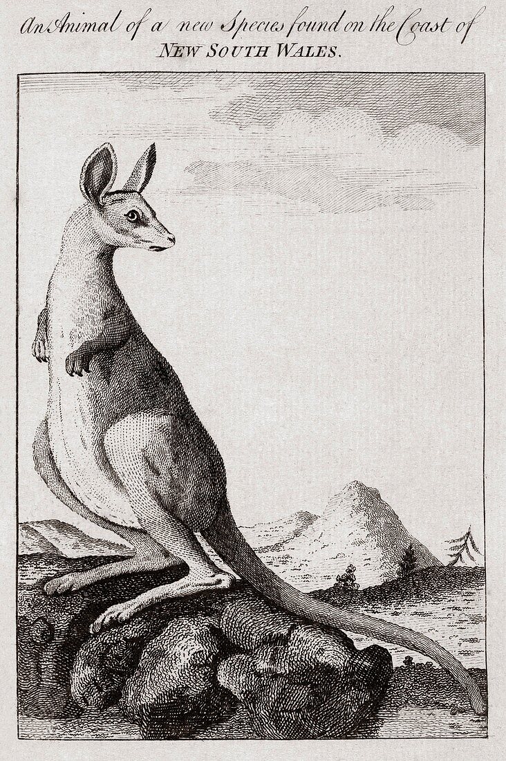 18th century engraving of a kangaroo
