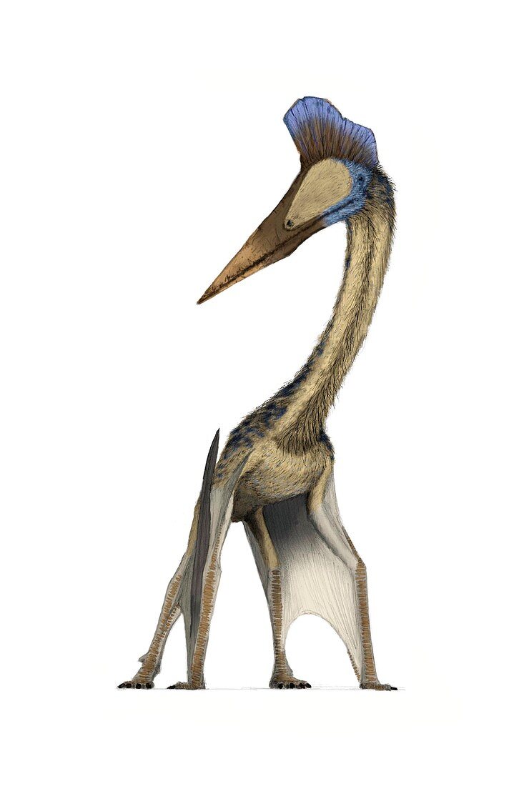 Pterosaur,Hatzegopteryx,artwork