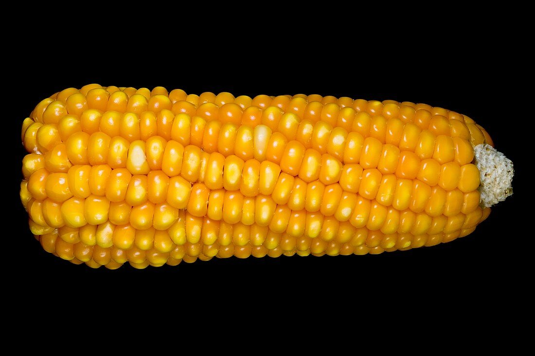 Native maize varieties