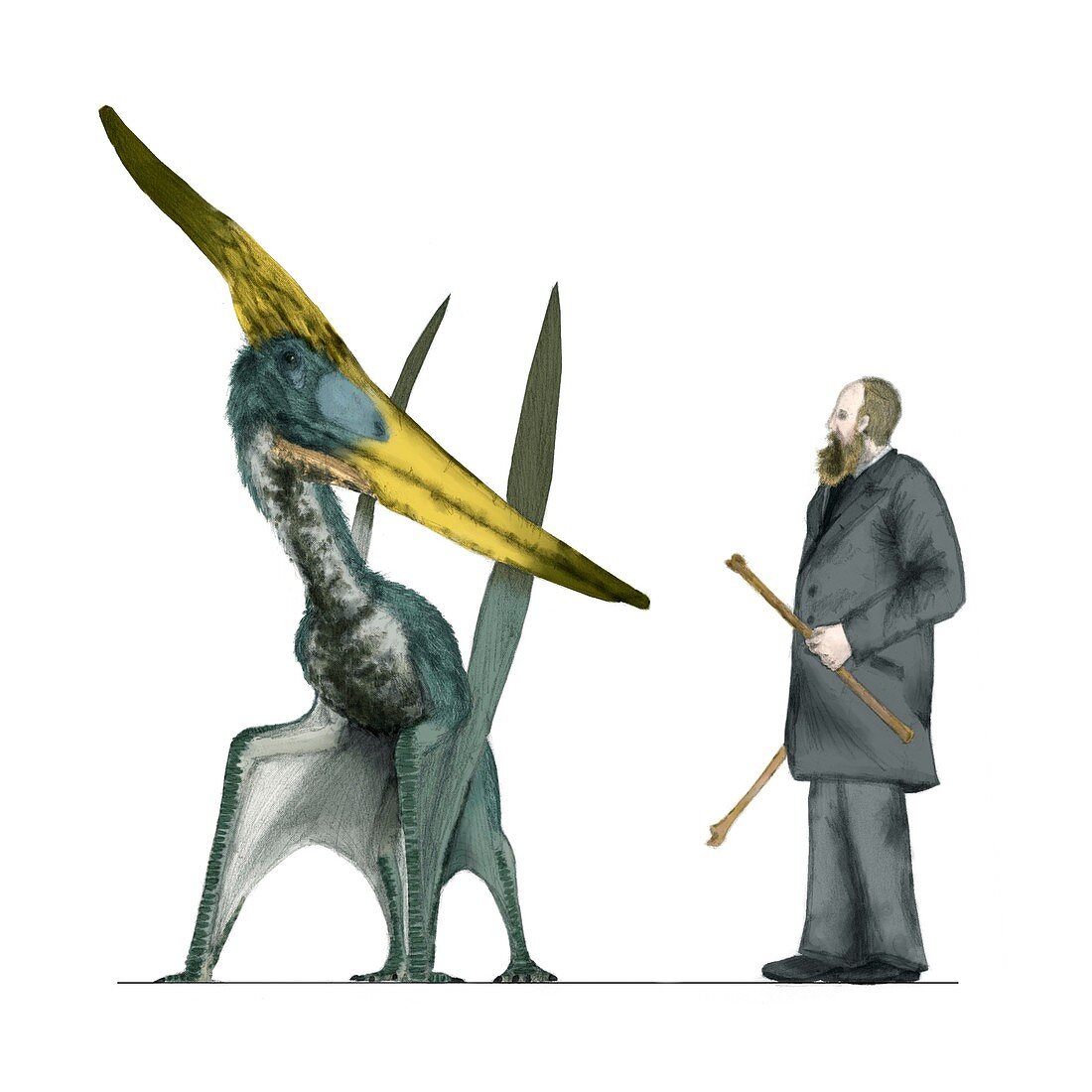Pteranodon and human