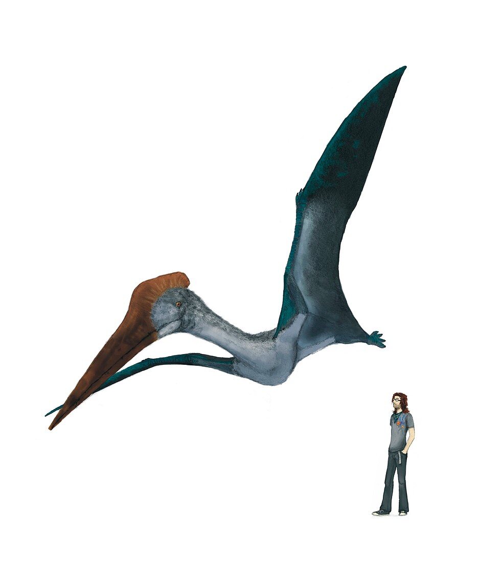 Pterosaur,flying next to human,artwork