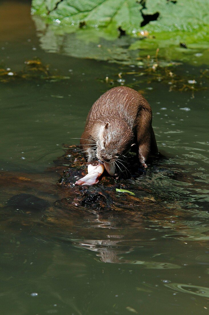 Oriental small-clawed otter feeding