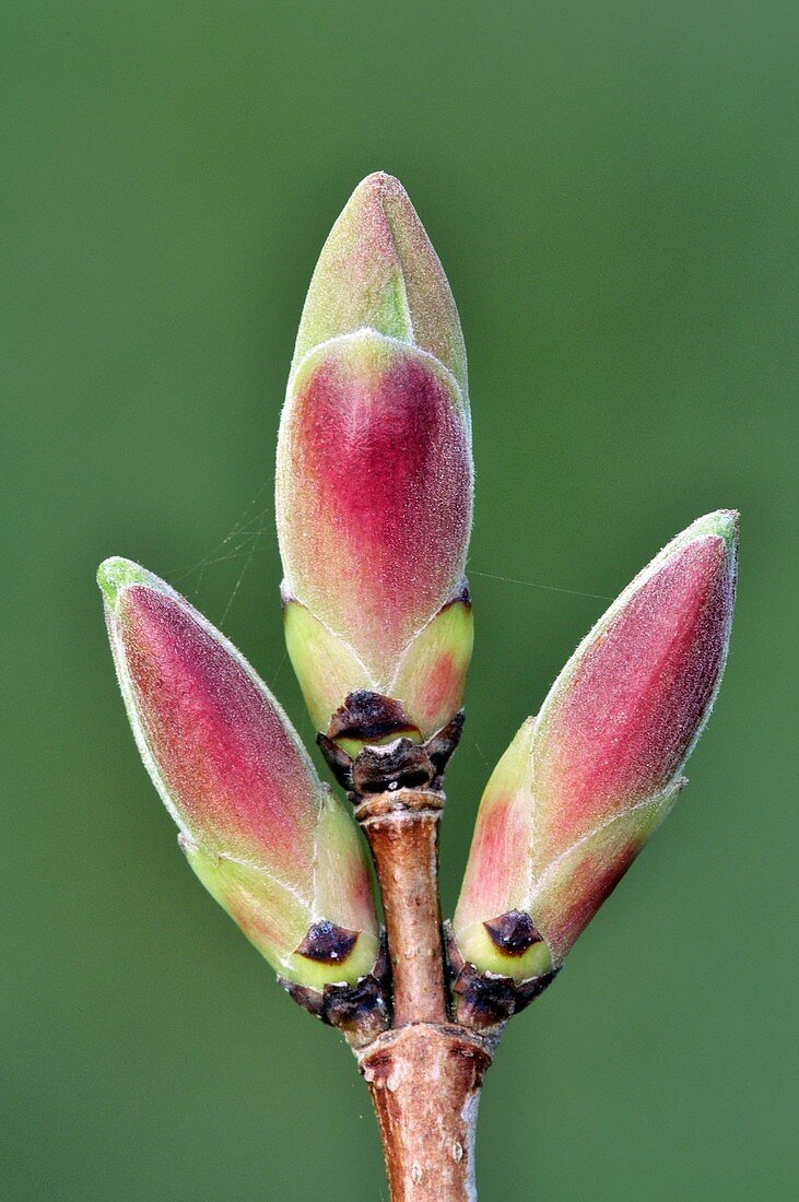 Field maple (Acer campestre) buds