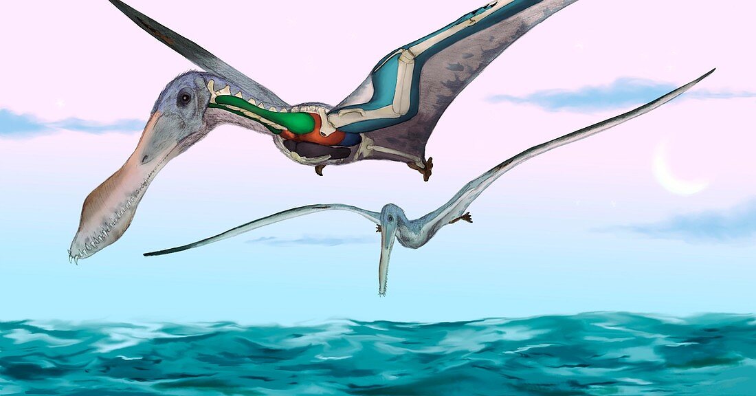 Pterosaur respiratory system,artwork