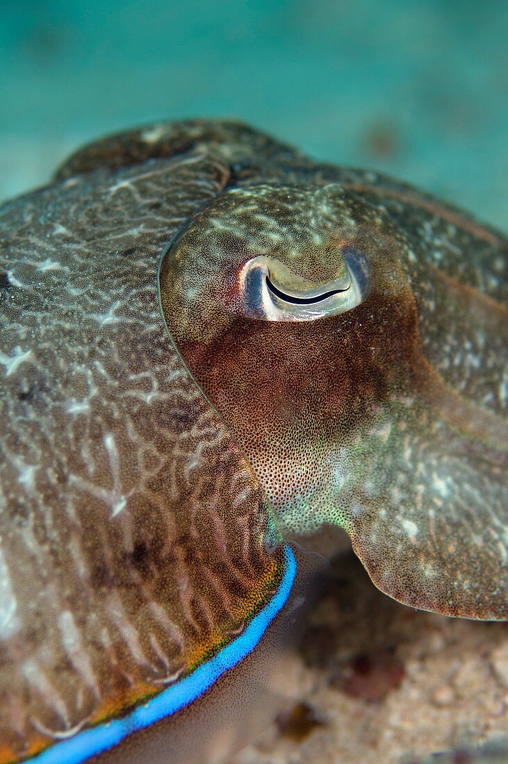 Smith's cuttlefish