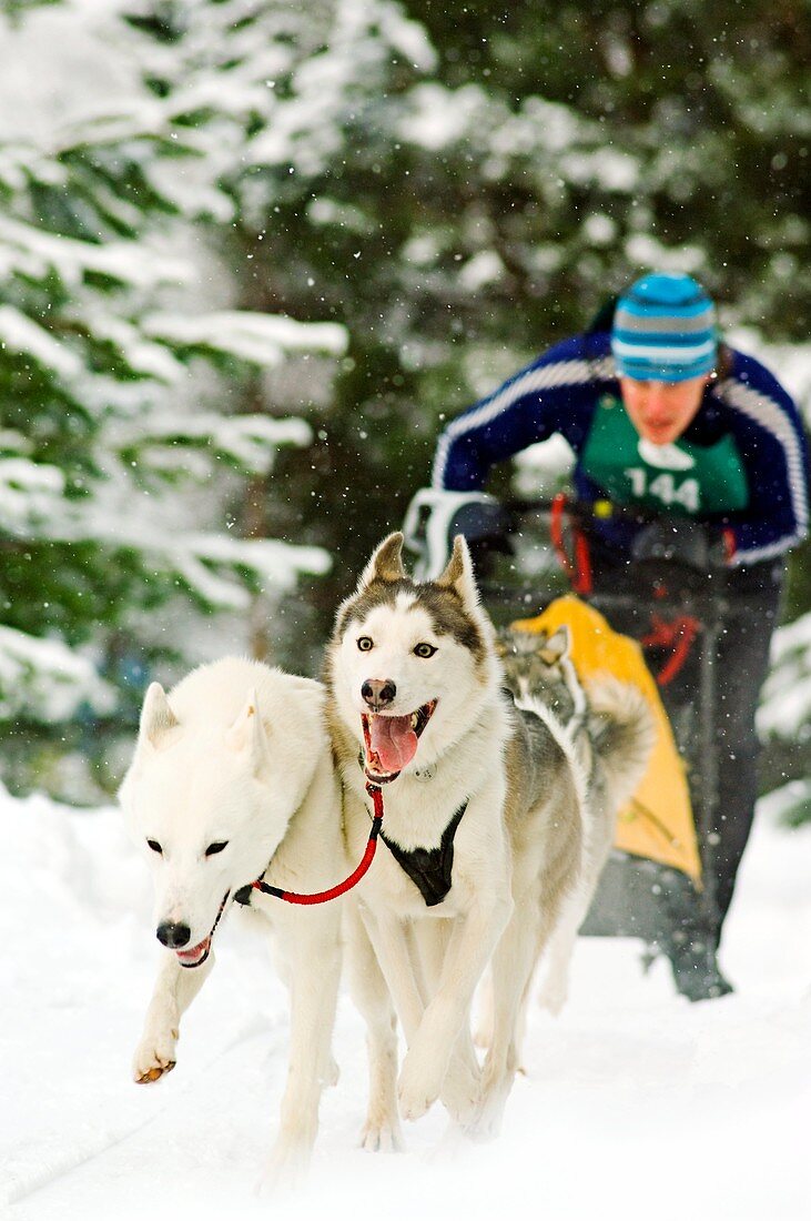 Dog sled racing,Scotland