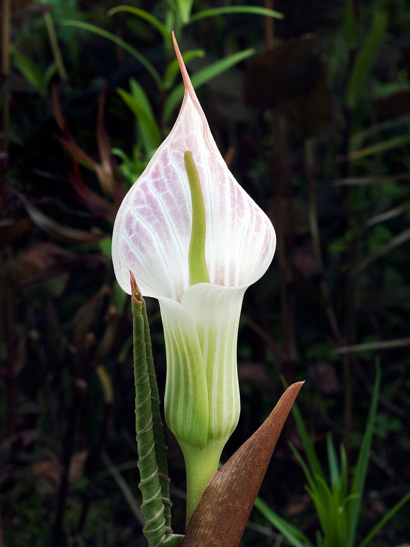 Cobra lily (Arisaema lichiangense) flower